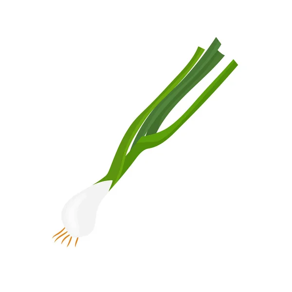 Illustration isolée d'oignon vert sur fond blanc — Image vectorielle