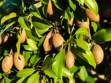 Organik bir bahçede ağaç Üzerinde Sapodilla