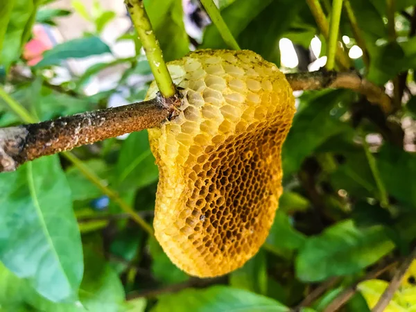 Favo de mel no galho da árvore — Fotografia de Stock