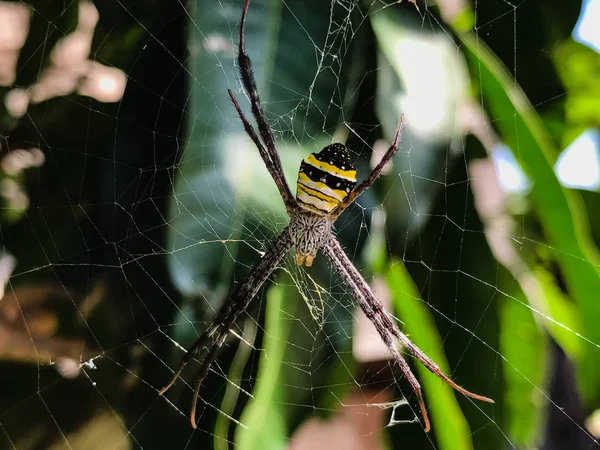 Ragno su una ragnatela con uno sfondo sfocato in giardino — Foto Stock