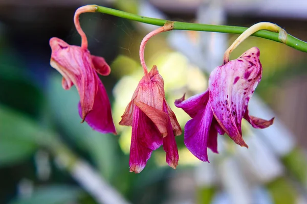 Flor de orquídea seca — Foto de Stock