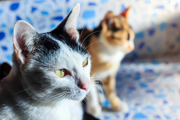 태국 고양이의 초상화 — 스톡 사진