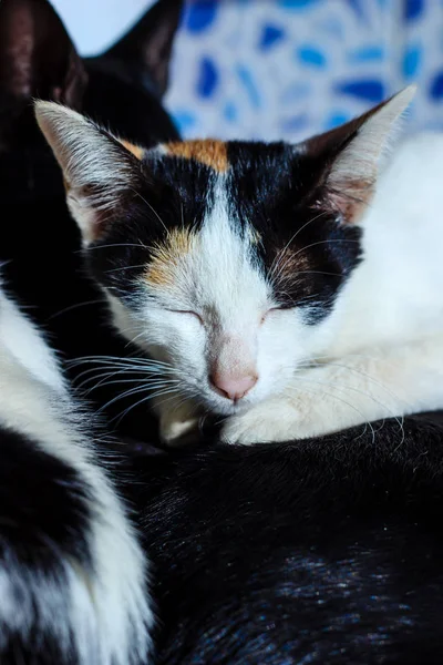 Κοντινό γάτα στον ύπνο — Φωτογραφία Αρχείου