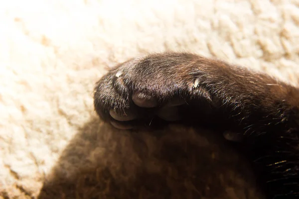 close up of cat feet