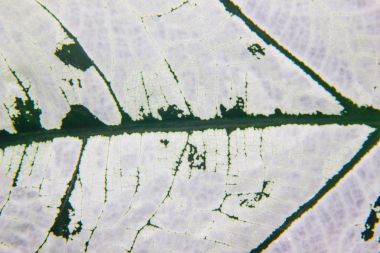 Beyaz yaprak dokular yakın çekim