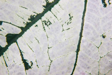 Beyaz yaprak dokular yakın çekim