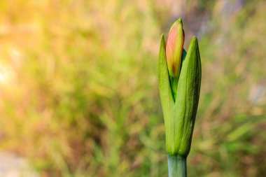 Bud Hippeastrum johnsonii Bury çiçekler