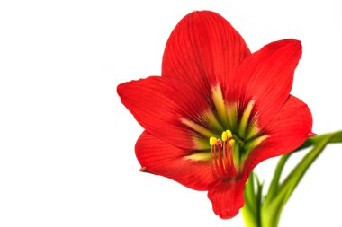 Hippeastrum johnsonii Bury güzel flowe