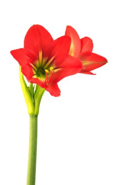 Hippeastrum johnsonii Bury güzel flowe