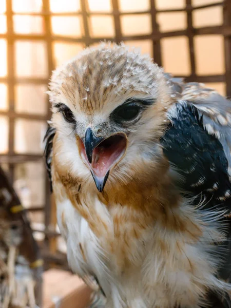 Retrato de pájaro halcón — Foto de Stock