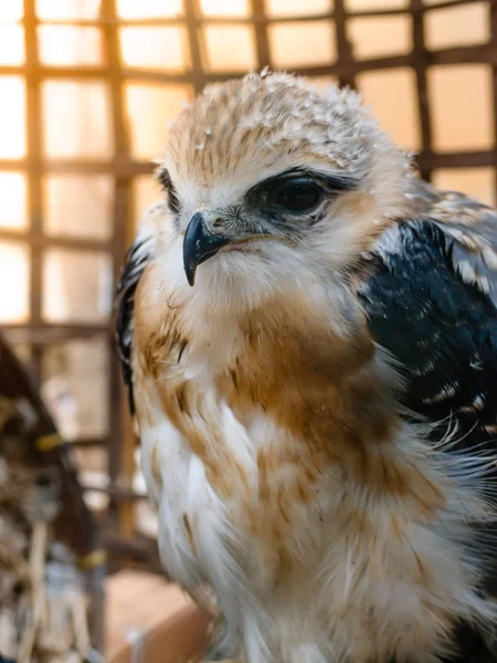 Porträtt av falcon fågel — Stockfoto