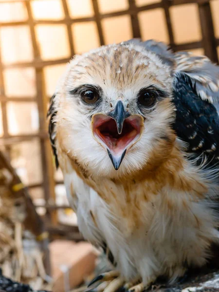 Porträtt av falcon fågel — Stockfoto