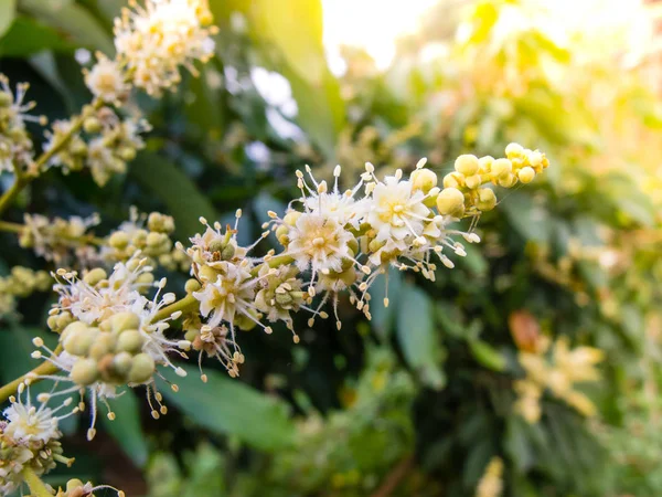 çiçekler, longan, Longan tropikal meyve tatlı
