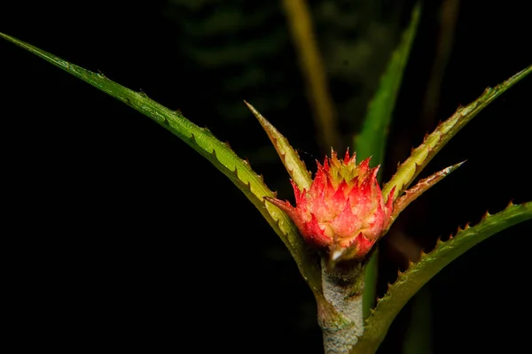 Close up bromeliad or Urn Plant flower — Stock Photo, Image