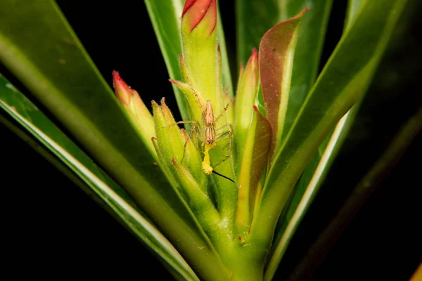 Gros plan d'une araignée capturant une chenille — Photo