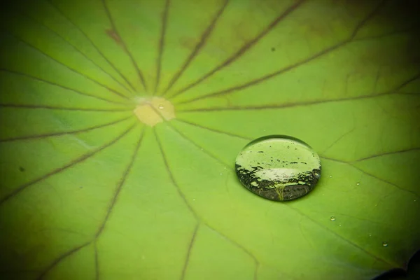Drops of Water on Lotus Leaf — Stock Photo, Image