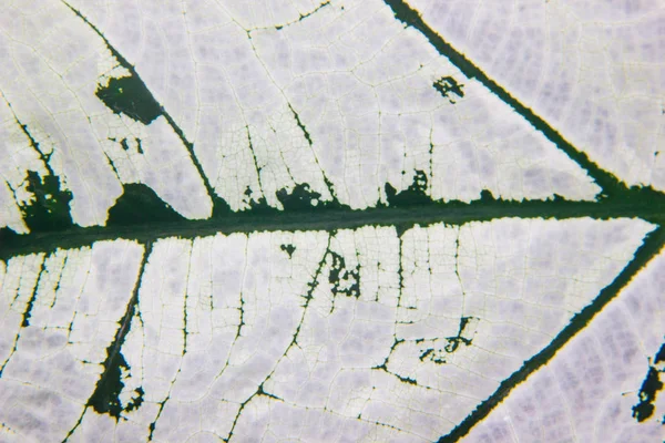 Beyaz yaprak dokular yakın çekim