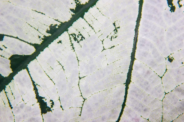 Beyaz yaprak dokular yakın çekim