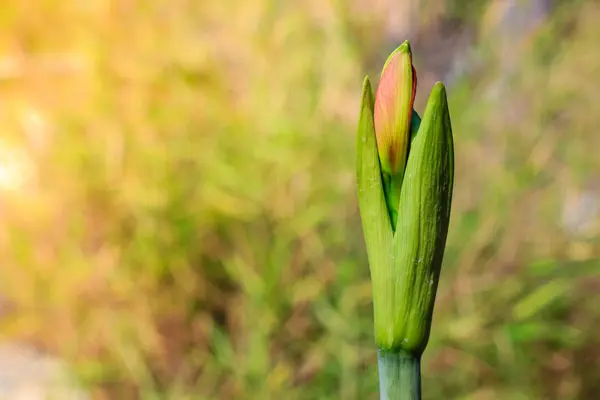 Bud de Hippeastrum johnsonii Flores de enterro — Fotografia de Stock