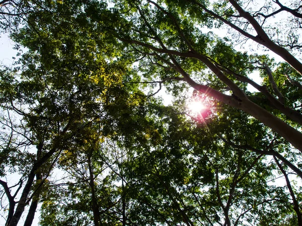 Bosque verde luz solar Naturaleza — Foto de Stock