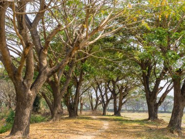 Yeşil ile yaz orman yolu yaz ormanın içinden yapraklar.