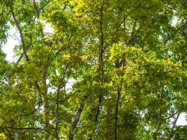 Ormanda yeşil ağaçlar