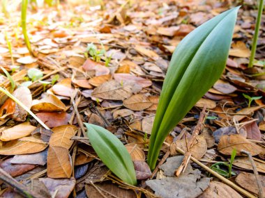 bahçe bitki yakın çekim
