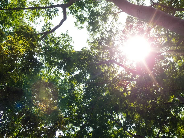 Bosque verde luz solar Naturaleza — Foto de Stock