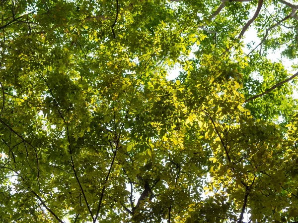 Árboles verdes fondo en el bosque — Foto de Stock