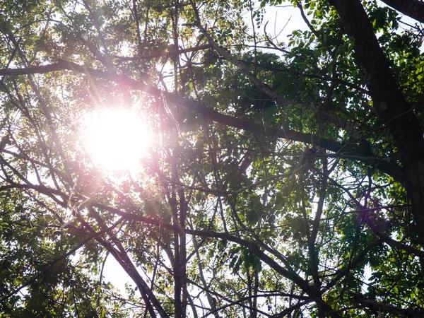 Bosque verde luz solar Naturaleza — Foto de Stock