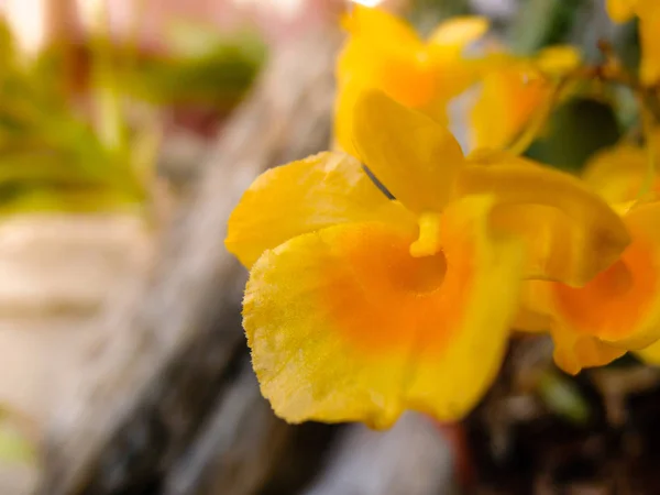 Gros plan Belles fleurs jaunes d'orchidée — Photo