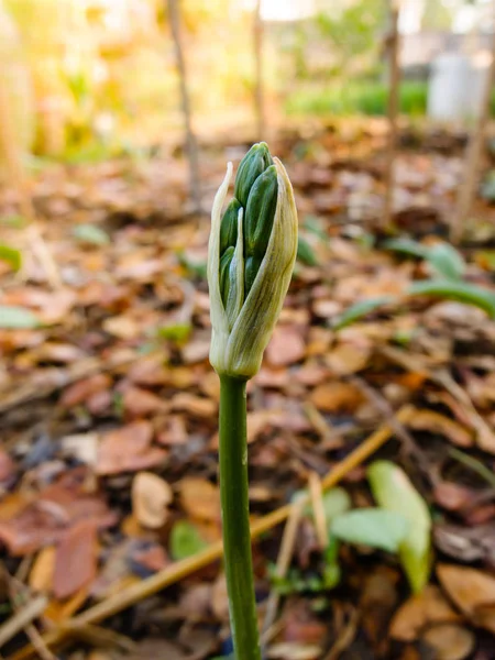 Perto de botão de flor no jardim — Fotografia de Stock