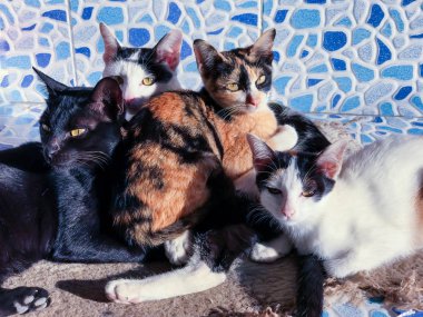 Grup çok güzel doğurmak Tay yavru kedi, 4 kediler portresi