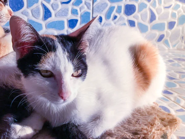 Retrato de gato tailandês — Fotografia de Stock