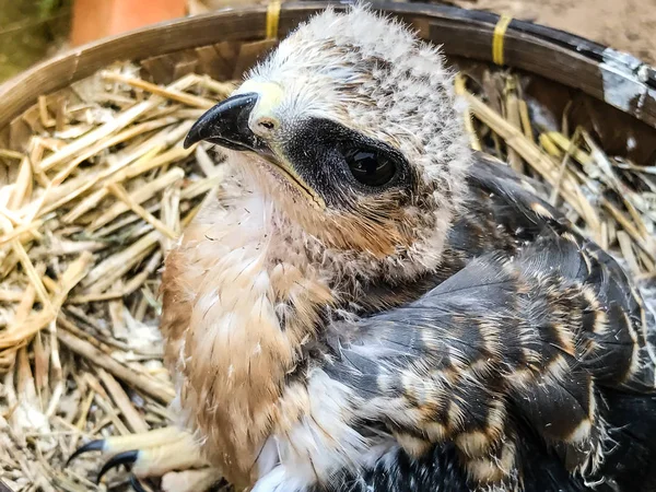 Portrét mladé falcon ptáka — Stock fotografie