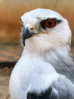 Şahin kuş portresi