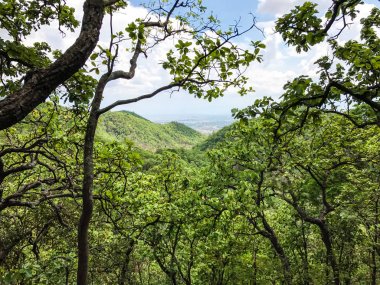 orman yeşil yapraklar. Çevre kavramı.