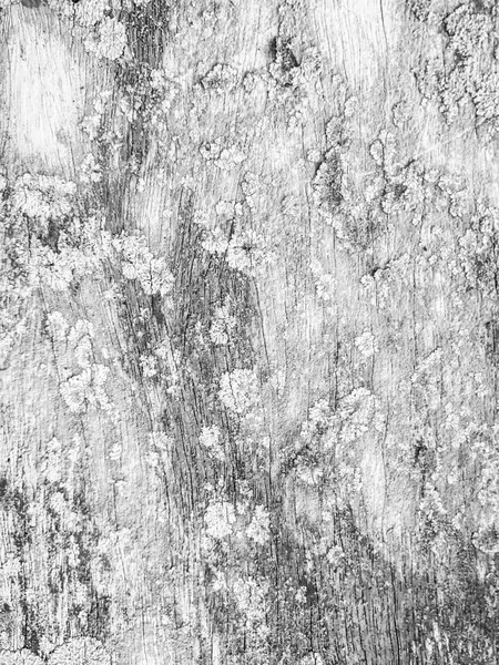 Texture bois noir et blanc — Photo