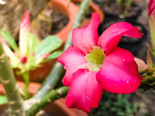 Rose du désert ou fleur de lys Impala — Photo