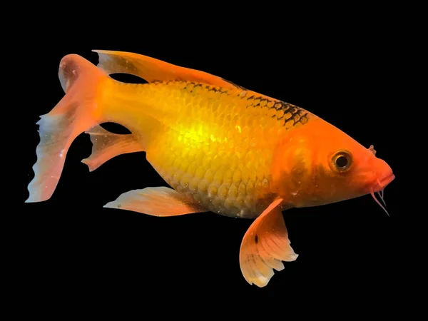 Goldfisch isoliert auf schwarzem Hintergrund — Stockfoto