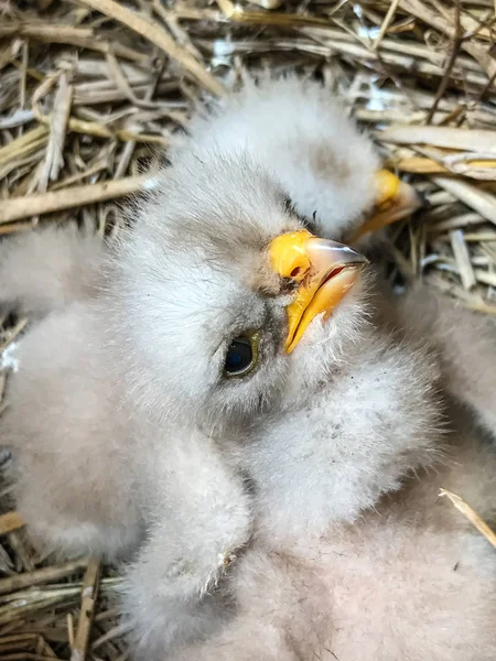 little birds new born