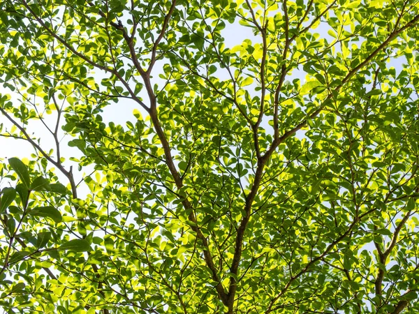 Árboles verdes fondo en el bosque — Foto de Stock