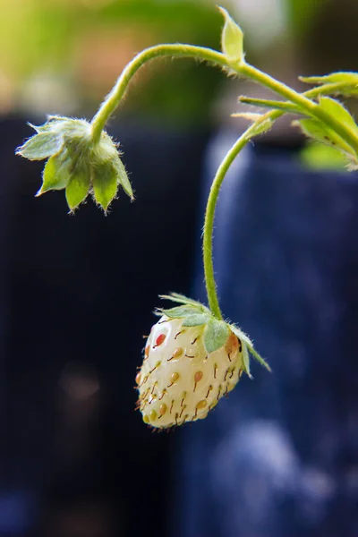 Close-up do morango no jardim — Fotografia de Stock