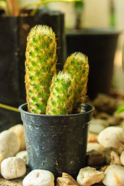 süs kaktüs ağaç ağaç pot dekorasyon için