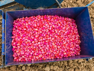 tohum için kimyasal tedavi mısır tohumu