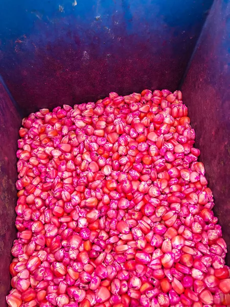 Semillas de maíz tratadas químicamente para siembra — Foto de Stock