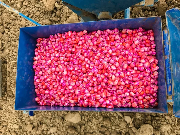 Semi di mais trattati chimicamente per la semina — Foto Stock