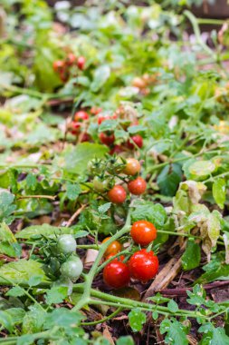 kırmızı domates dalda olgunlaşma