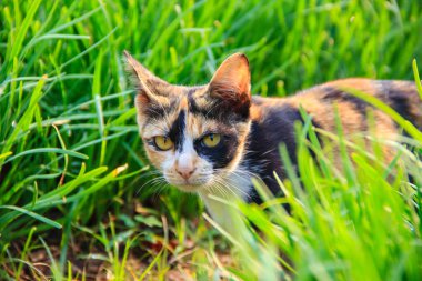 Bahçedeki küçük kedi kadar kapatın