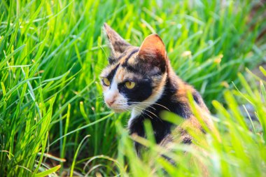 Bahçedeki küçük kedi kadar kapatın